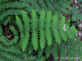 Frond
